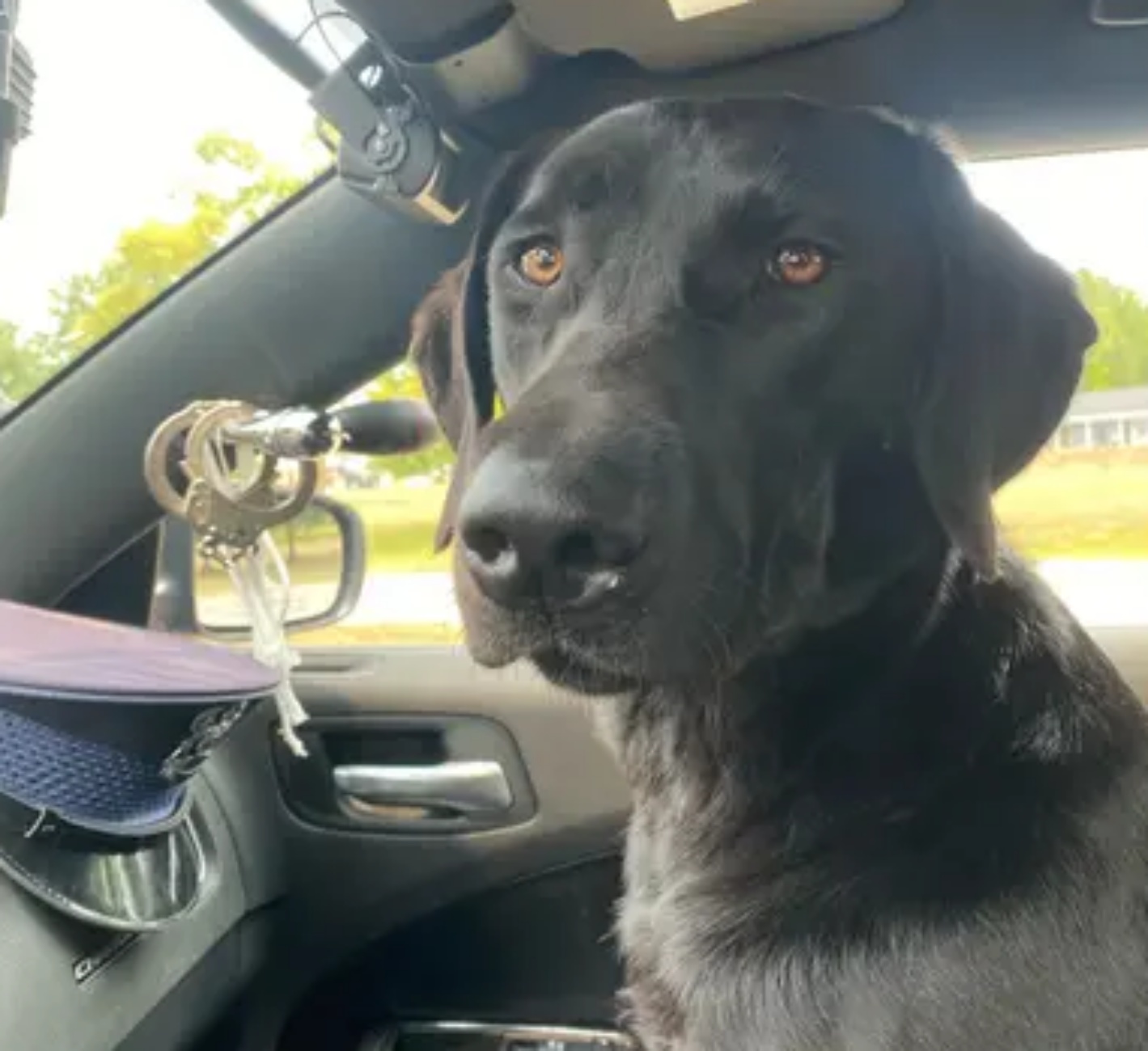 cane randagio salvato da poliziotta