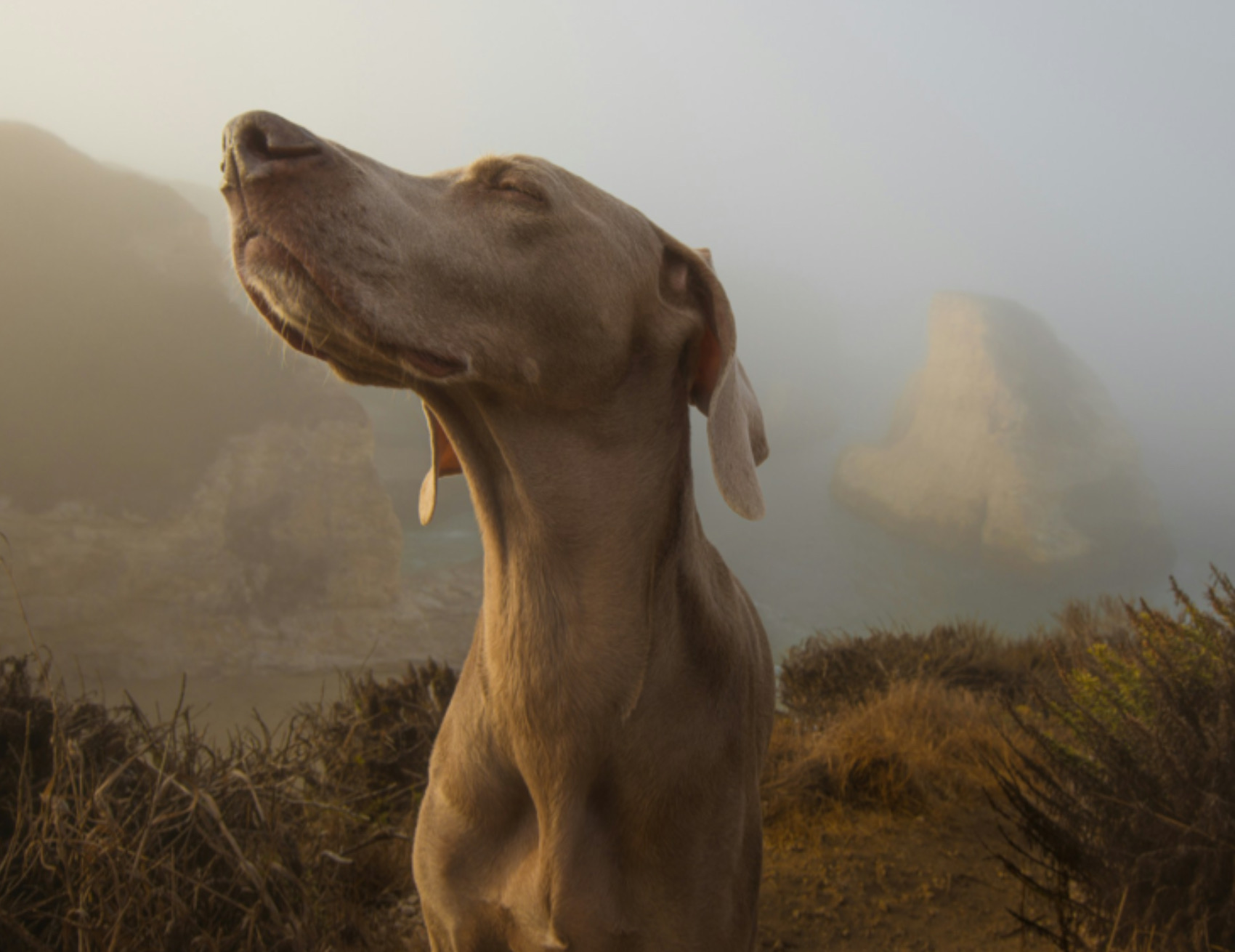 Cane guarda in alto