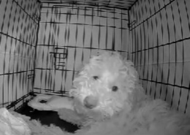 La telecamera di sicurezza cattura tutti i gesti che fa il cucciolo di cane prima di addormentarsi