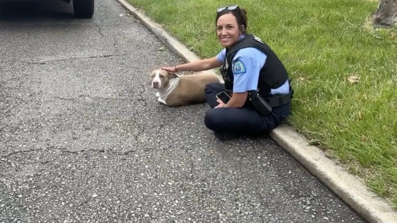 poliziotti salvano cane