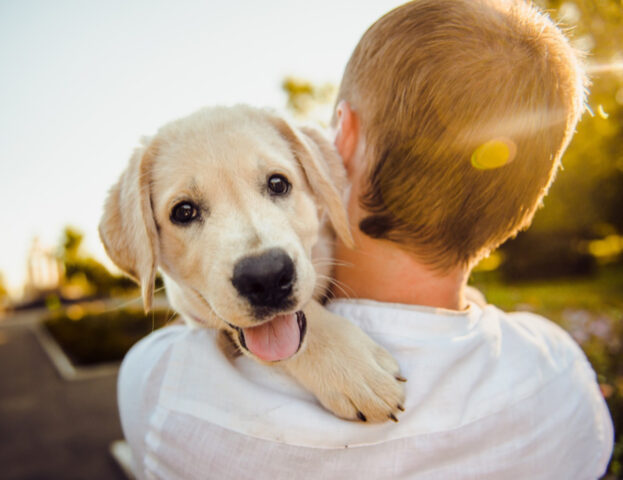 Lacrime di gioia: sembra che anche i cani riescano a piangere di felicità (davvero)