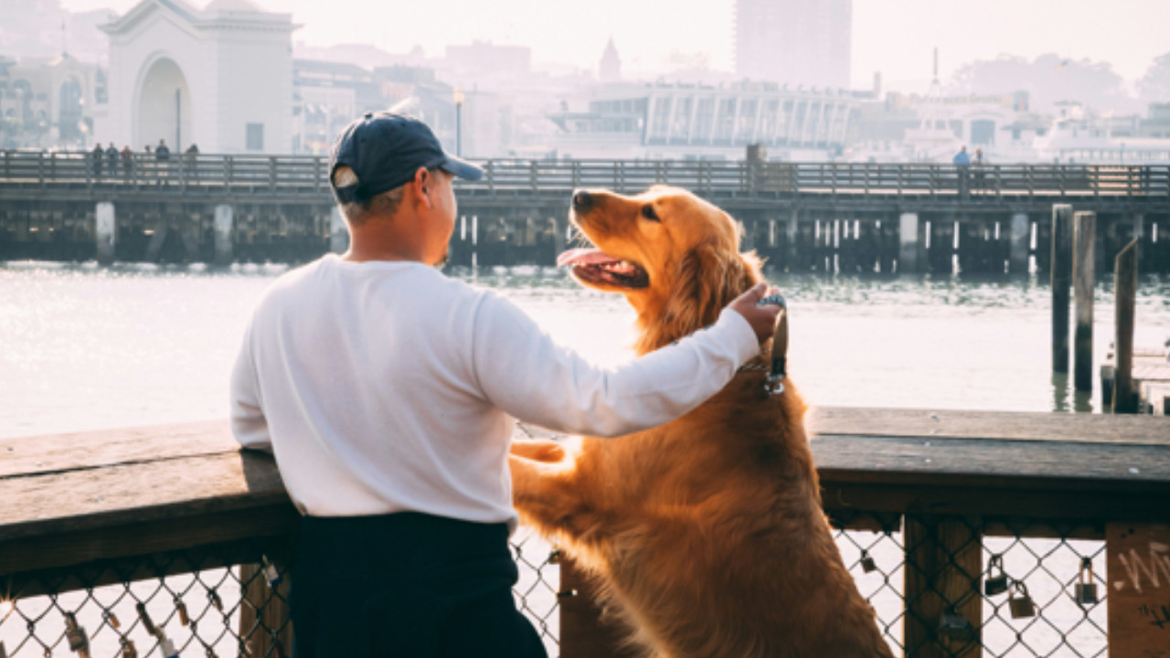 Umano accarezza il cane