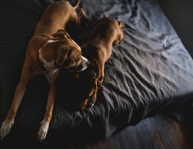 Lo dice uno studio: se i cani dei rifugi (o dei canili) stanno coppia vengono adottati prima e provano meno stress