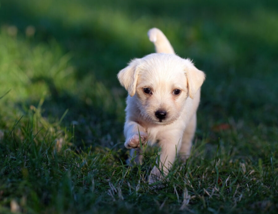 Cucciolo corre