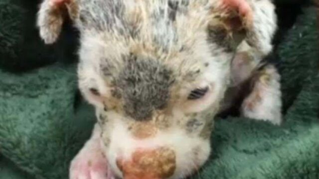 Lo hanno trovato che piangeva, con il cuore a pezzi: il povero cucciolo di cane voleva arrendersi – Video