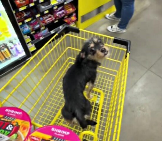 L’uomo trova la cagnolina randagia tra le corsie del supermercato e prova a vincere ogni sua resistenza