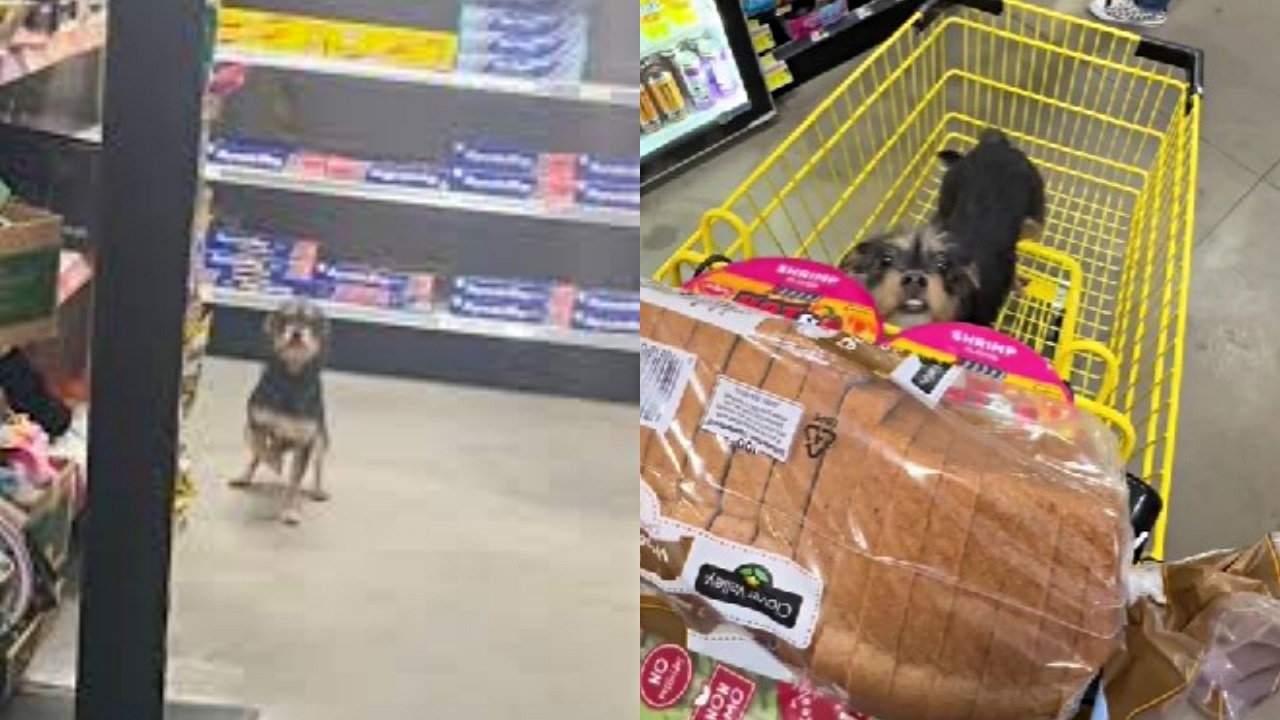 cagnolina randagia in un supermercato