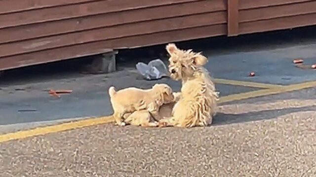 Mamma cane randagia era sfinita: con i suoi tre cuccioli cercava cibo, ma stava arrivando al limite – Video