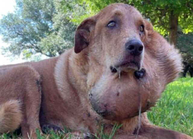 Nonostante le sue condizioni e il dolore, questo cane randagio continuava a mostrare dolcezza a chi lo avvicinava