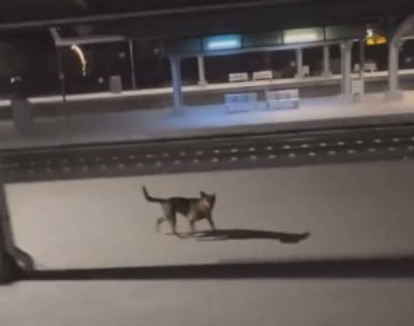 pendolare aiuta cane in stazione