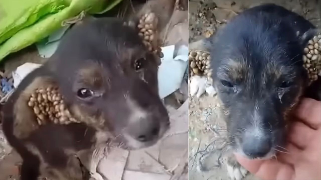 Cucciolo di cane sofferente per i parassiti nelle orecchie