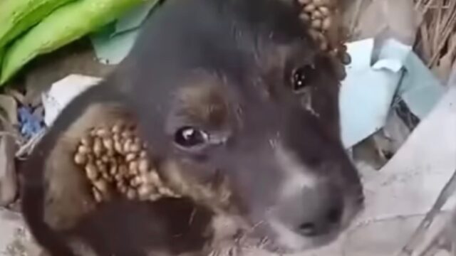 Quando hanno trovato il cucciolo di cane non riuscivano a credere alla quantità di parassiti presenti sulle sue orecchie – Video