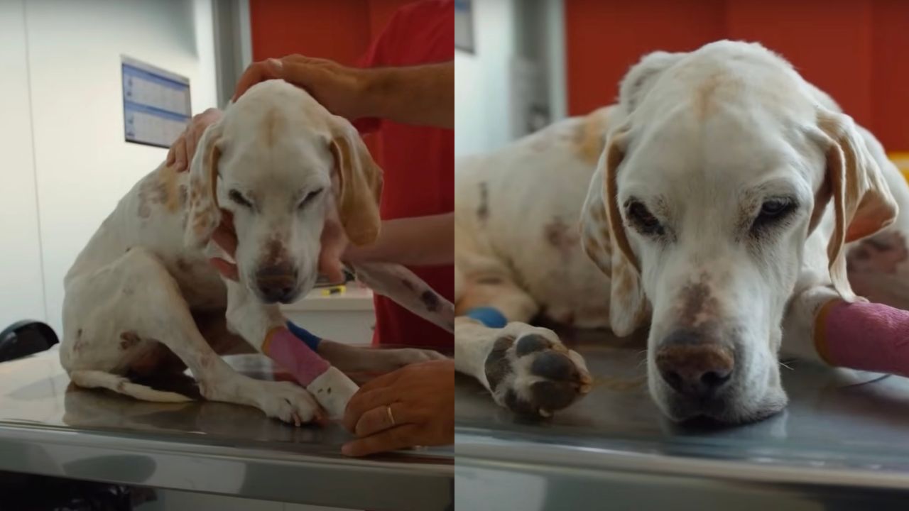 Cagnolina sofferente in clinica