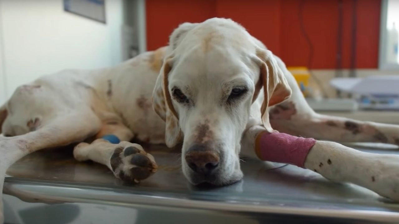 Cagnolina non riesce ad alzare il muso