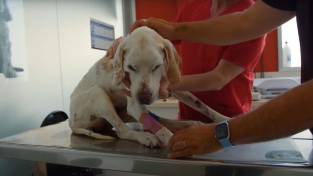 Quando l’hanno trovata, hanno pensato che l’unica cosa da fare per questa cagnolina fosse l’eutanasia – Video