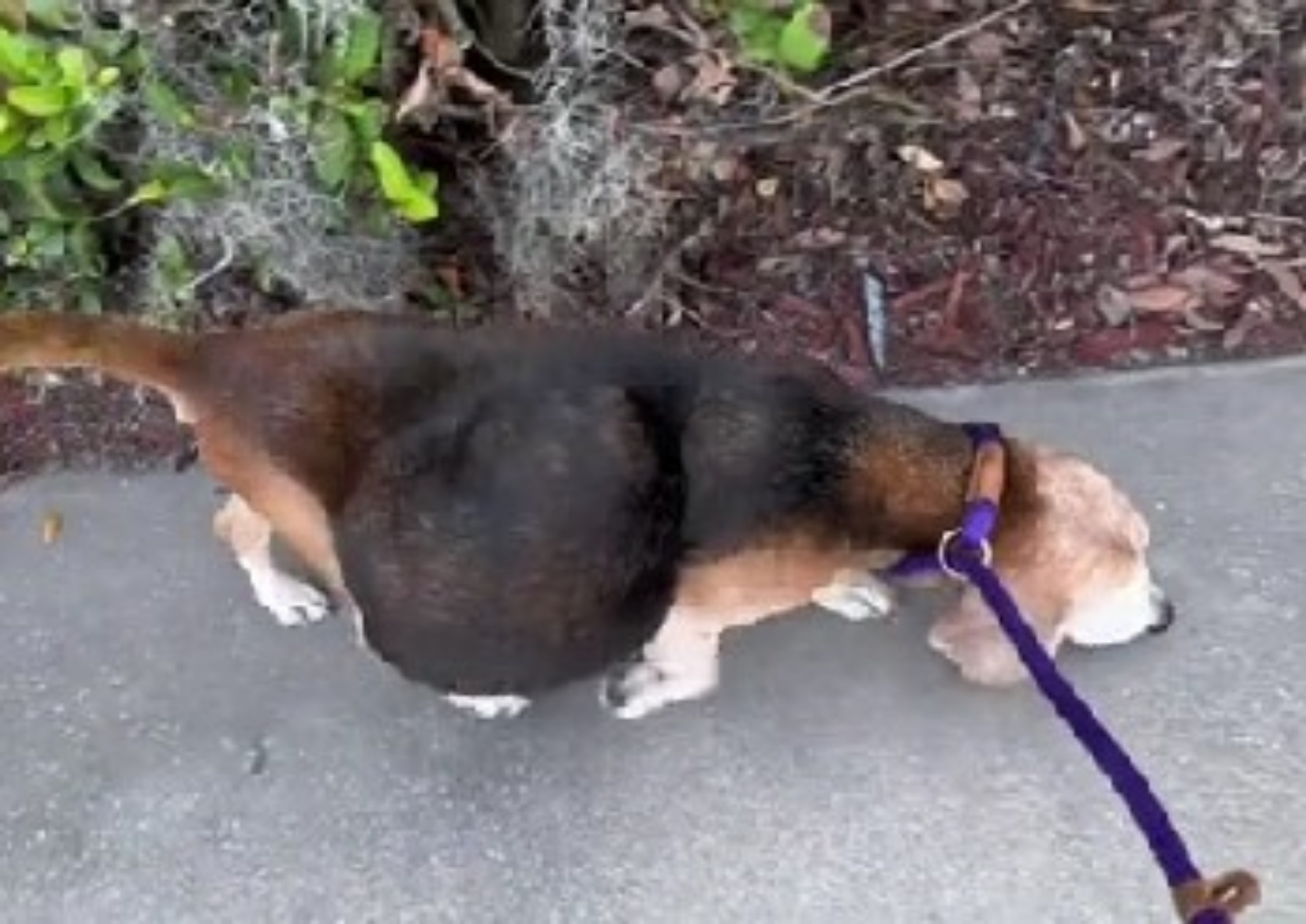 cagnolina con massa gigante