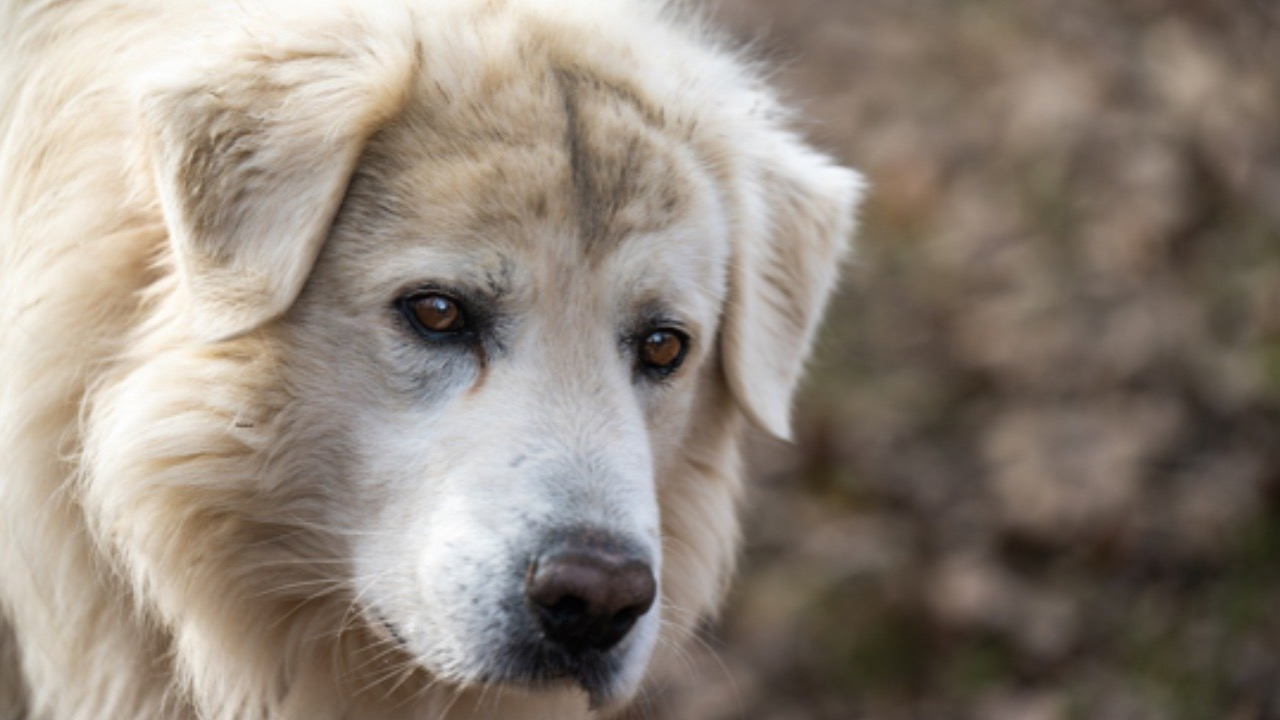 Cane guarda fisso