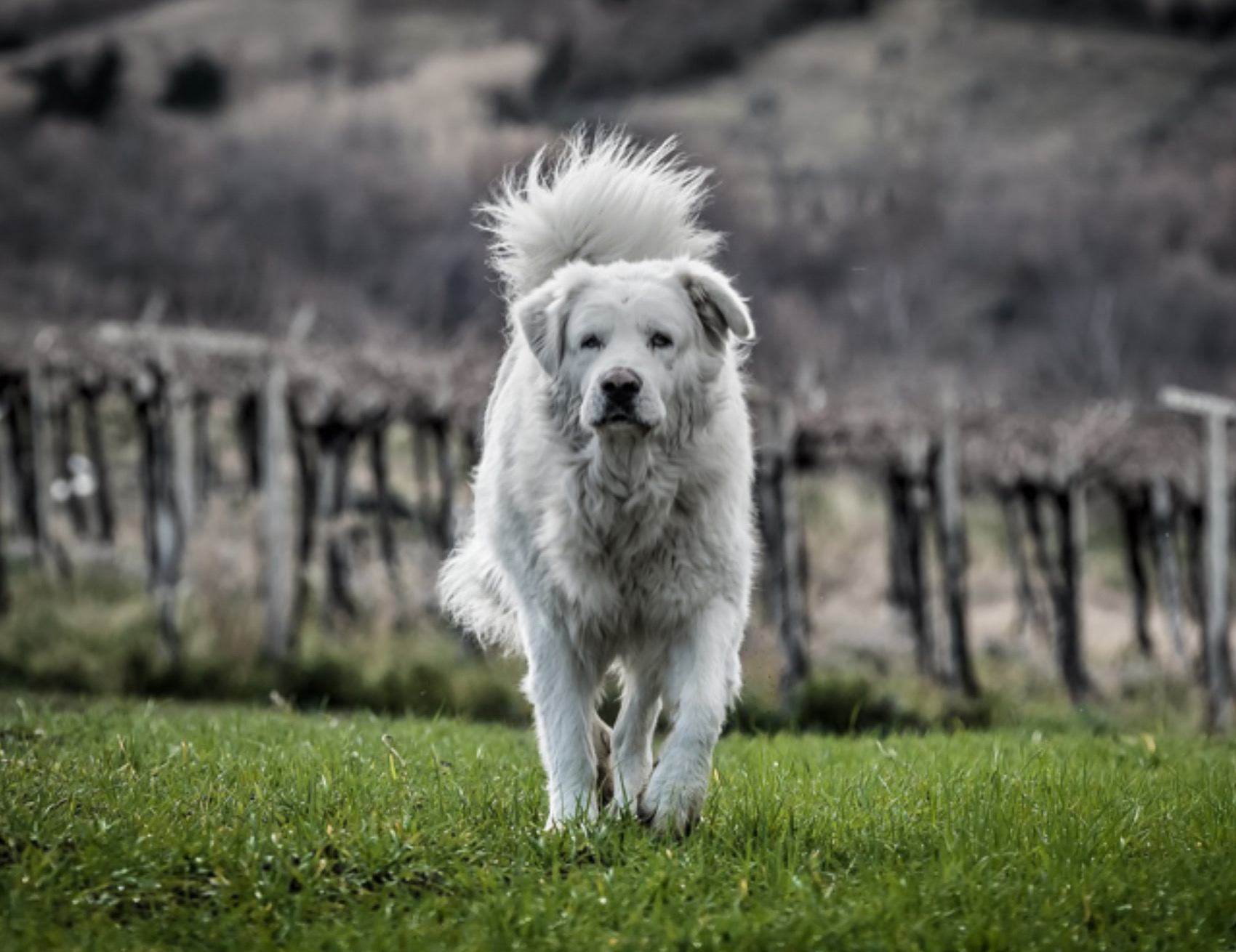 Cane corre