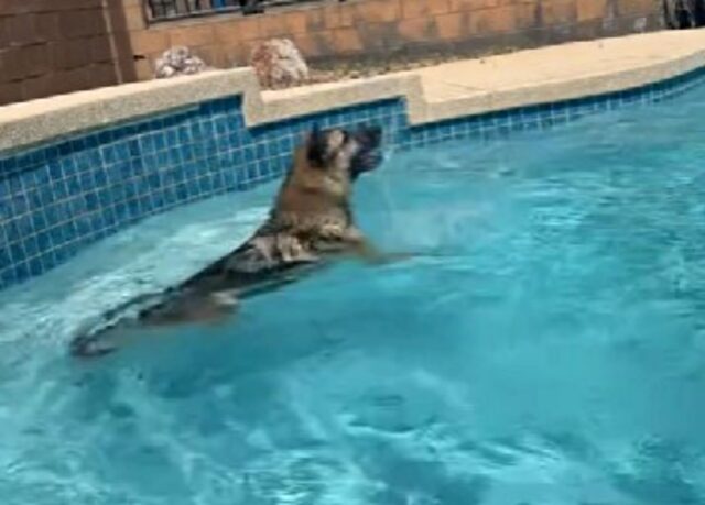 Questo cane ha imparato a nuotare così bene che sembra una sirena: è a dir poco adorabile