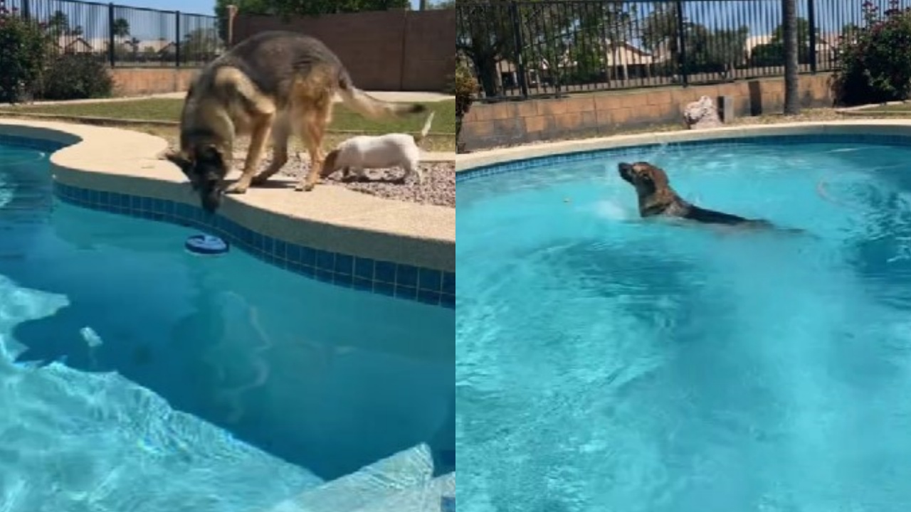 cane adora nuotare