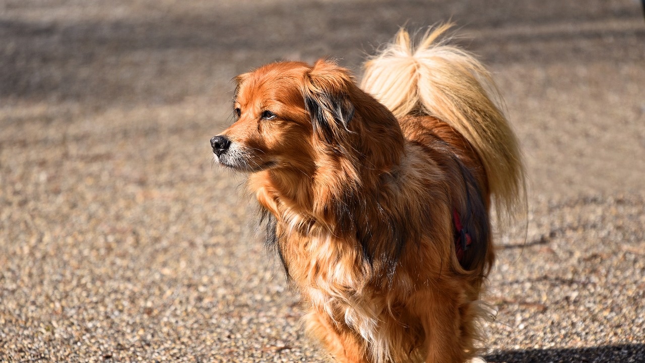 cane con messaggio sul collare