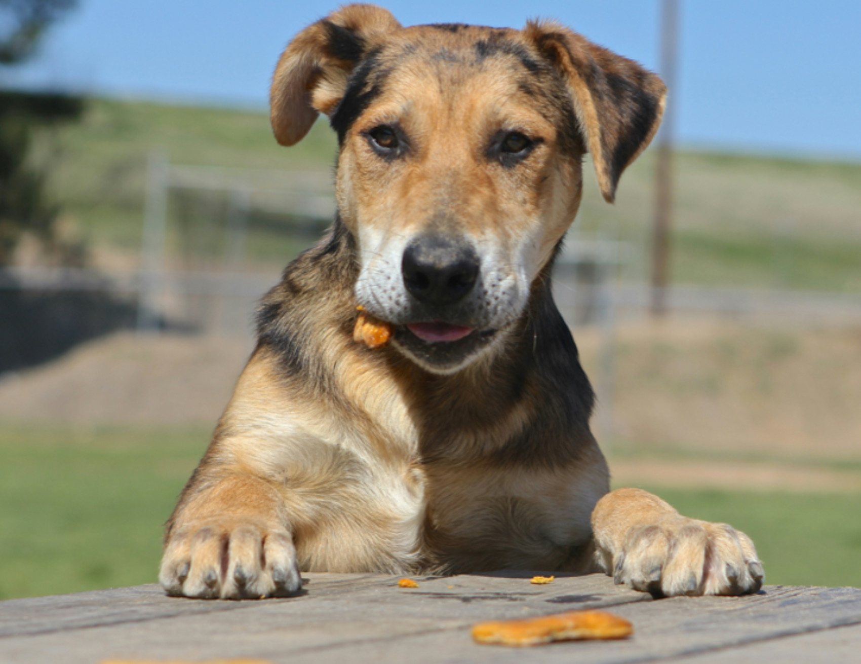 Cane mangia il biscotto