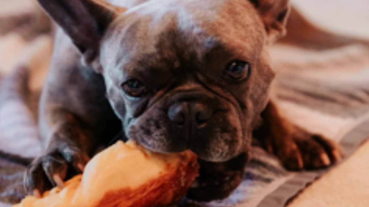 Cane mangia una baguette