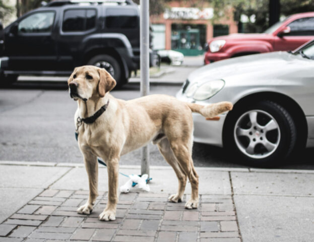 Se (purtroppo) hai smarrito il tuo cane in vacanza, queste sono le cose che devi fare subito