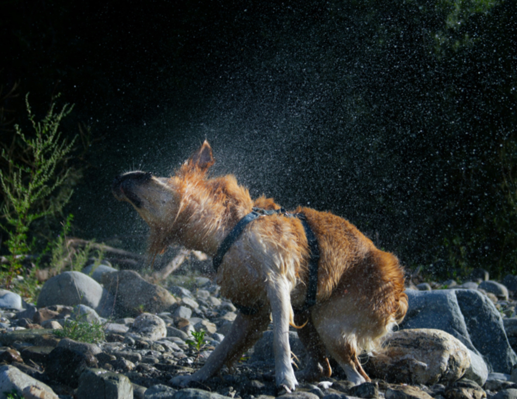 Cane si muove