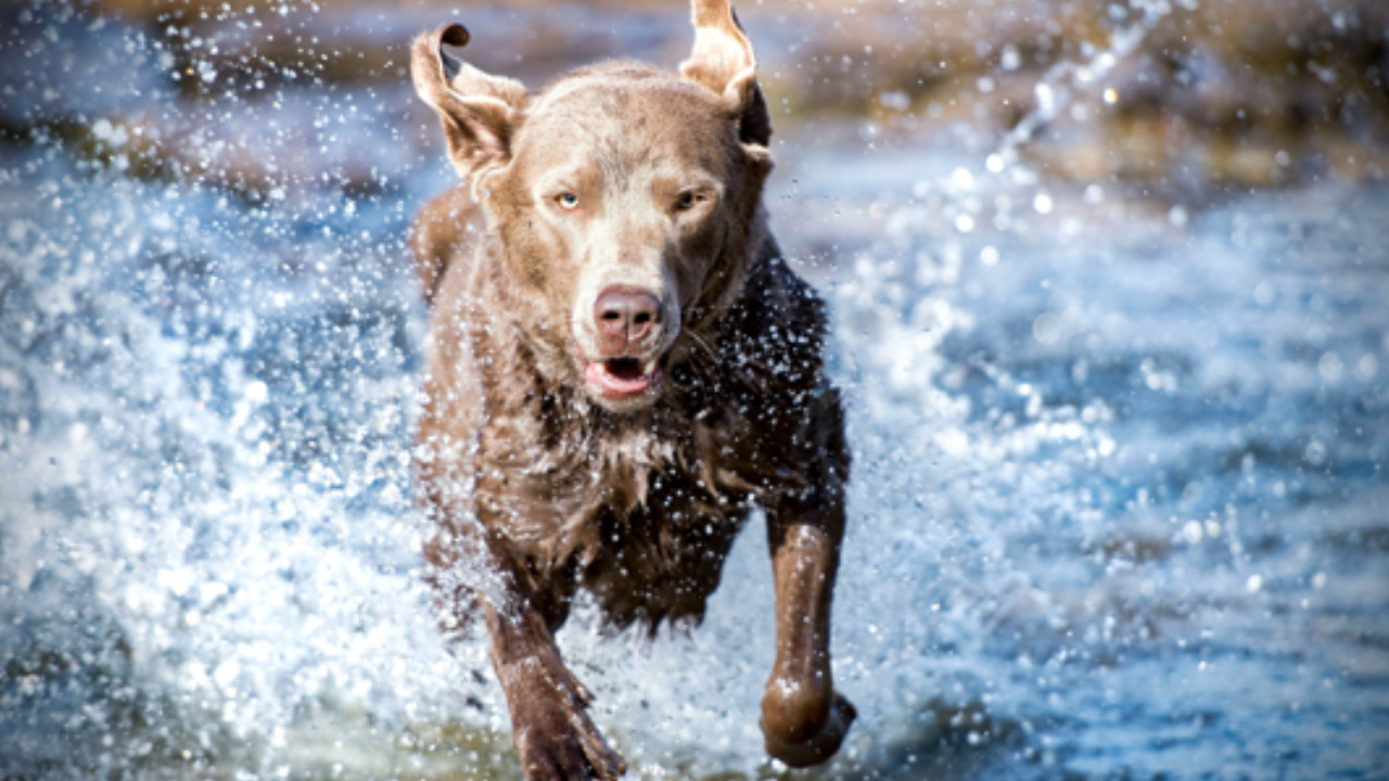 Cane corre tranquillo