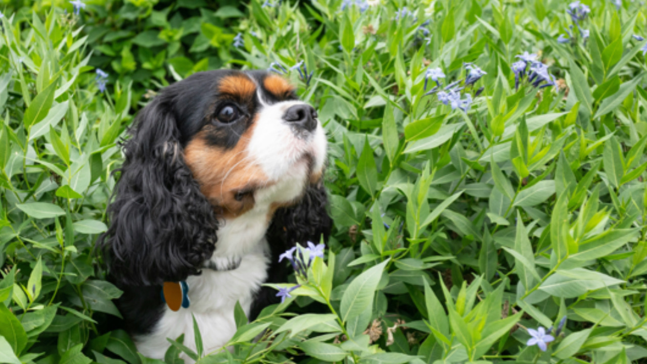 Cane nella natura