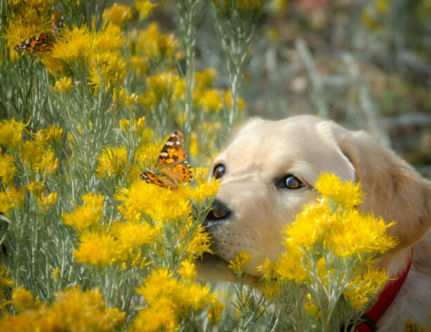 Sì, questi sono gli insetti da cui devi difendere il tuo cane d’estate