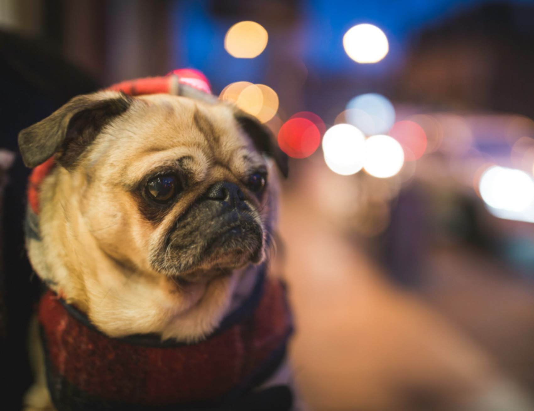 Cane vicino alle luci