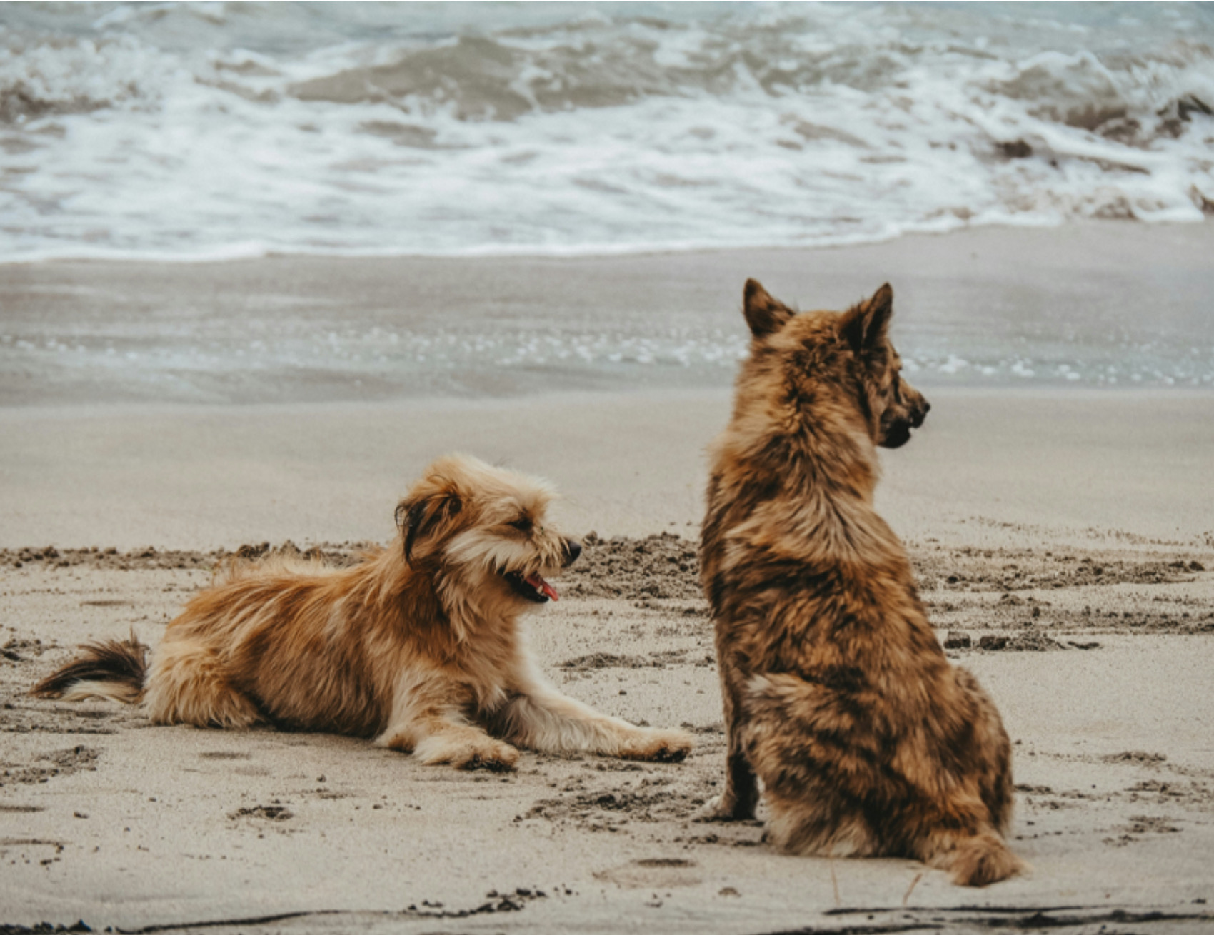 Due cani in spiaggia