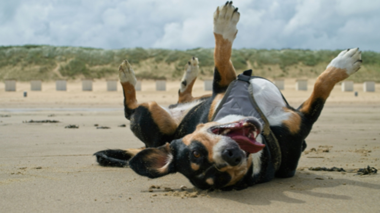 Cane sulla spiaggia