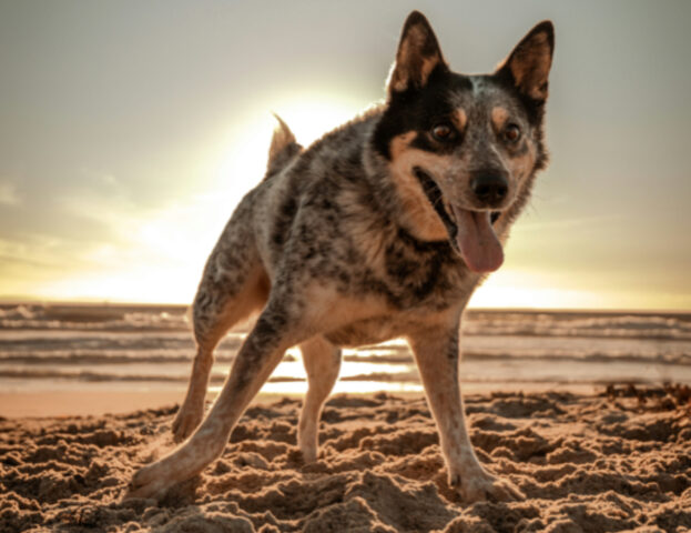 Sole, spiaggia e caldo: ma il nostro cane ha bisogno della crema solare?