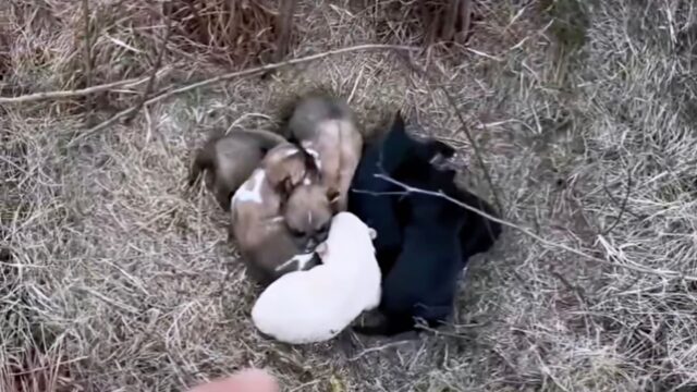 Terrorizzata, mamma cane chiedeva aiuto e implorava di salvare i suoi poveri cuccioli – Video