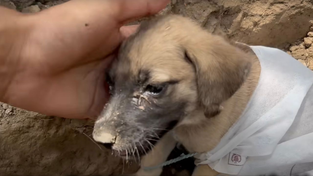 Cucciolo di cane vittima di abusi