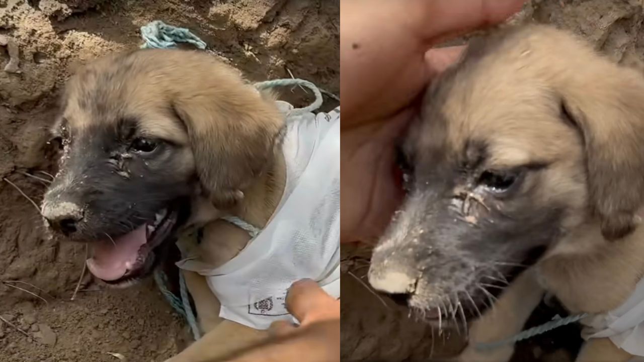 Cucciolo di cane liberato dalle catene