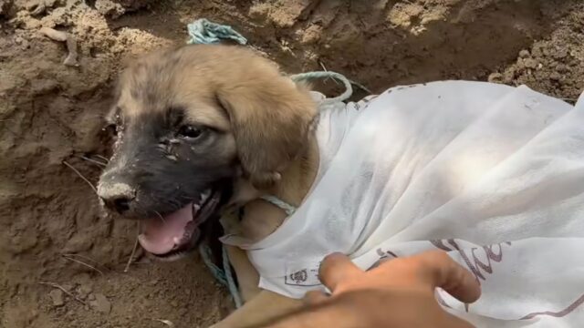 Trovato incatenato in una fattoria, il cucciolo si è salvato per miracolo e si è trasformato – Video