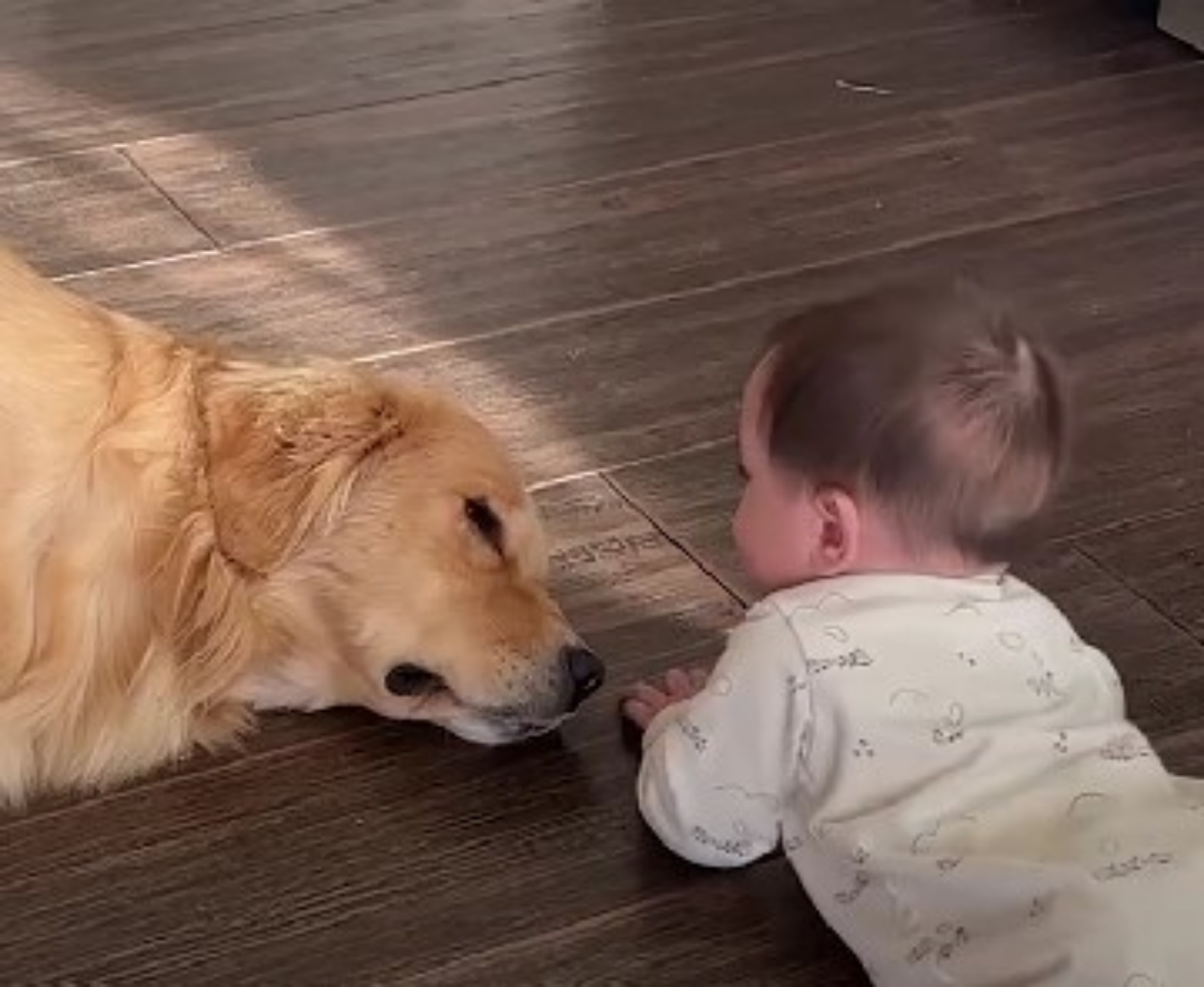 bimbo e Golden Retriever