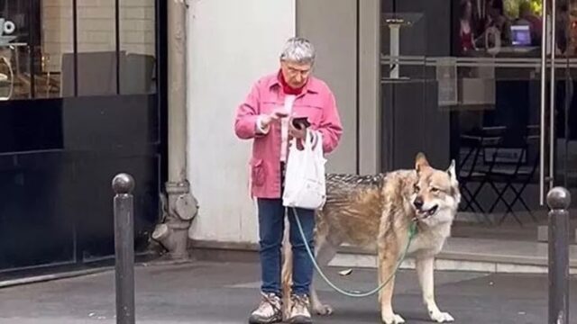 Al guinzaglio c’è un cane o un lupo? Le immagini da Parigi sconvolgono il web