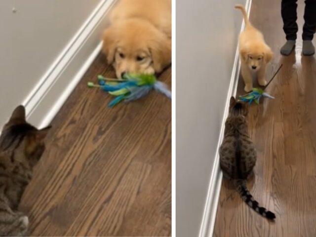 Il cucciolo di Golden Retriever decide di fare un gesto carino e porta un”offerta di pace” al gatto di casa