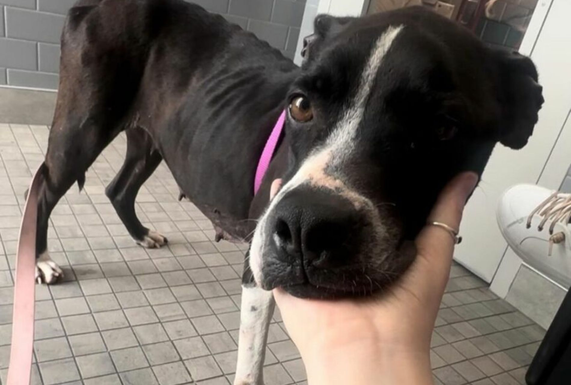 cagnolina cerca casa