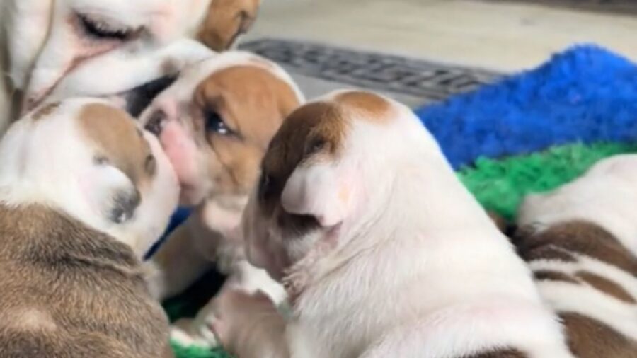 La favola della buonanotte? Non è solo per i bambini e questi cuccioli ...