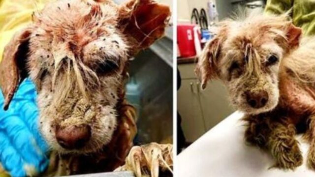 Ha vissuto per strada per anni, ma il cane con solo metà orecchio coperto di pulci non ha perso la speranza