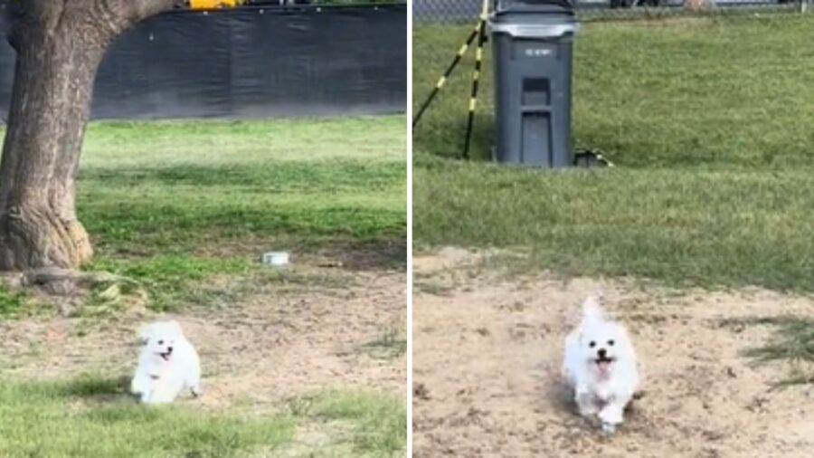 cane al parco