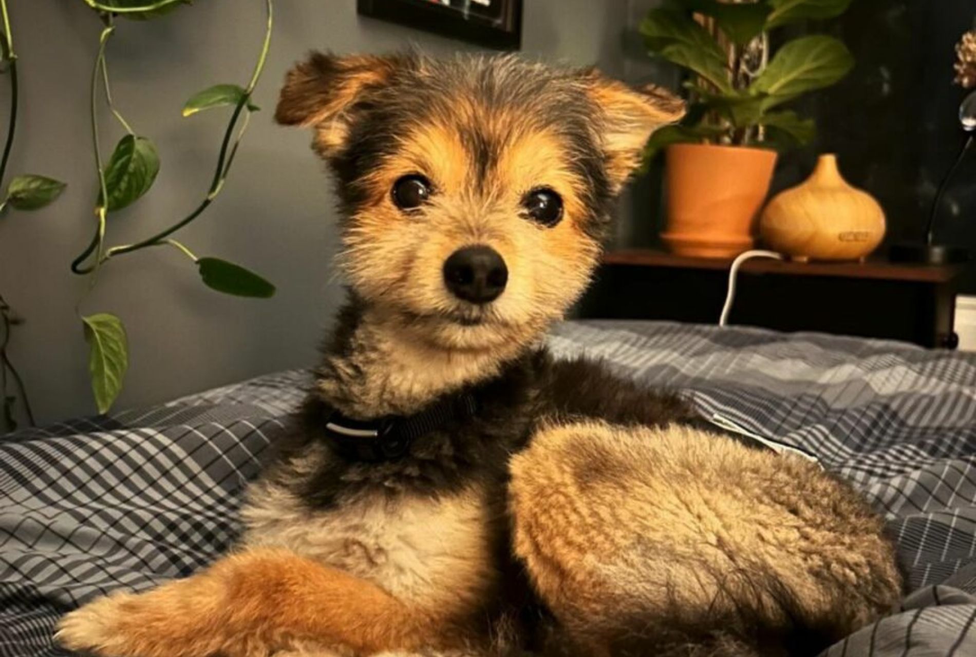 cagnolino sembra un cucciolo