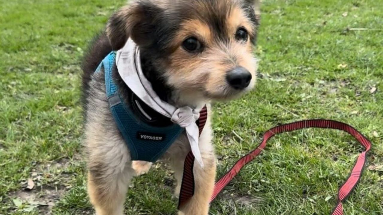 cagnolino sembra un cucciolo