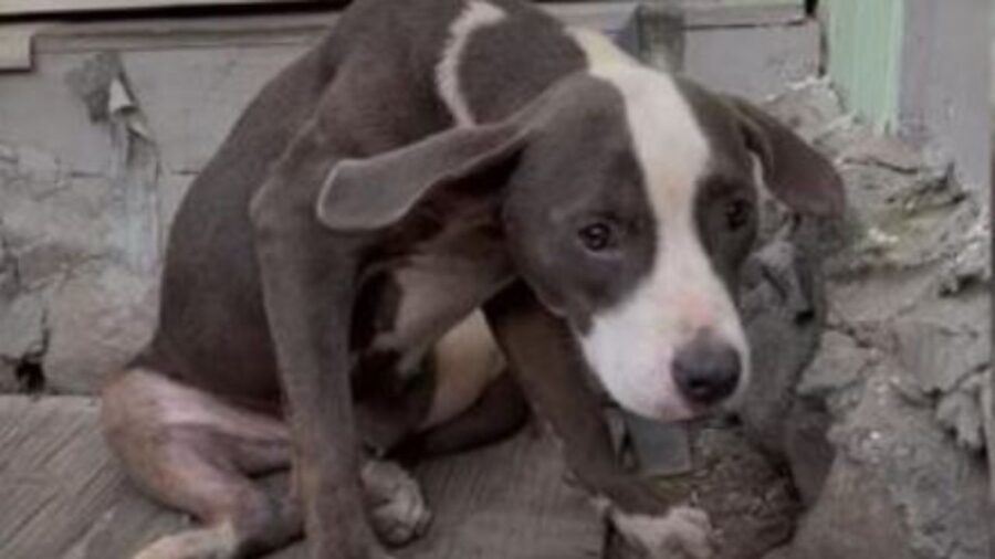 un cagnolino grigio